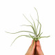 Tillandsia Lepidosepala