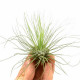 Tillandsia Argentea