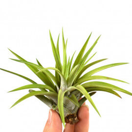 Tillandsia Abdita