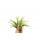 Tillandsia Abdita