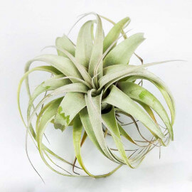 Tillandsia Xerographica Bonsaï