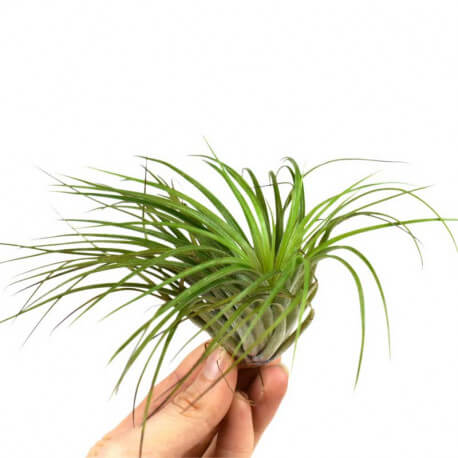 Tillandsia Stricta