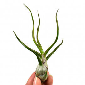 Tillandsia Bulbosa