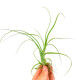 Tillandsia Balbisiana