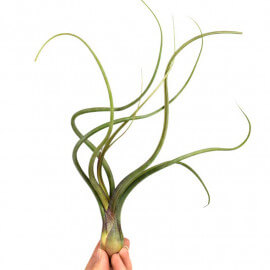 Tillandsia Baileyi