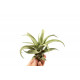 Tillandsia Capitata Peach Green