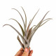 Tillandsia Capitata Peach Red