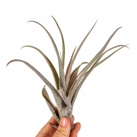 Tillandsia Capitata Peach Red