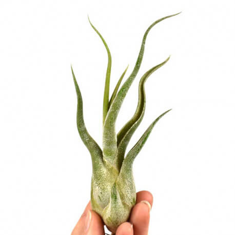 Tillandsia Caput Medusae