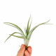 Tillandsia Fresnelloides