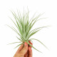 Tillandsia Gardneri