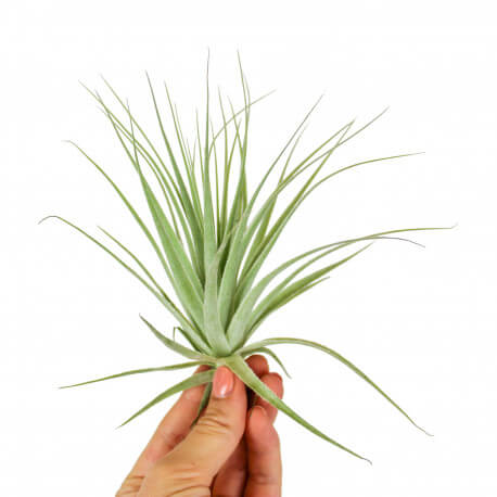 Tillandsia Gardneri