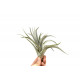 Tillandsia Harrisii