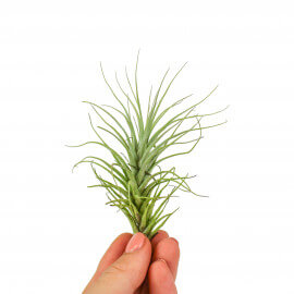 Tillandsia Heteromorpha