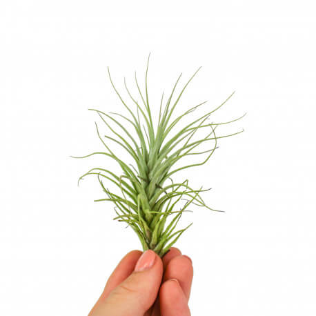 Tillandsia Heteromorpha