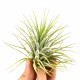 Tillandsia Ionantha green