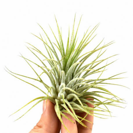 Tillandsia Ionantha green