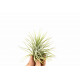 Tillandsia Ionantha green