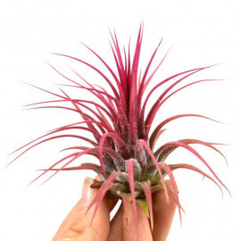 Tillandsia Ionantha Red