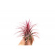 Tillandsia Ionantha Red