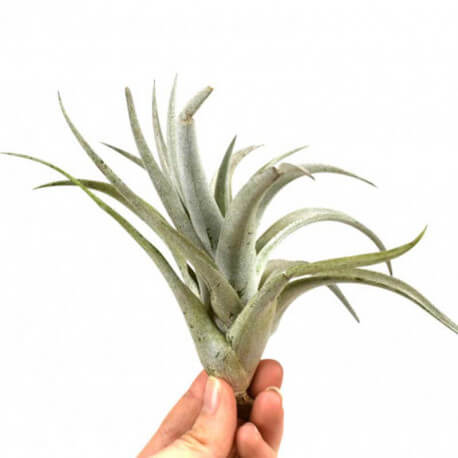 Tillandsia Harrisii