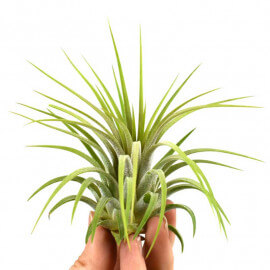 Tillandsia Ionantha Rubra