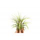 Tillandsia Ionantha Rubra