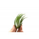 Tillandsia Ionantha Scaposa