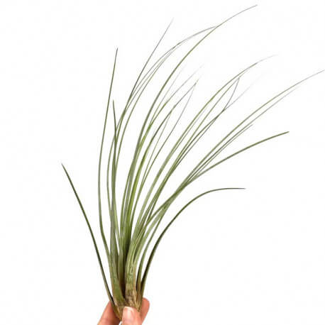 Tillandsia juncea