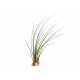 Tillandsia juncea