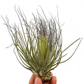 Tillandsia Magnusiana