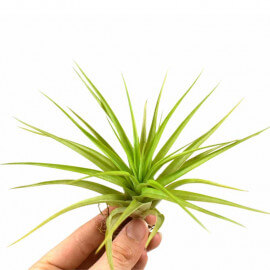 Tillandsia Multiflora