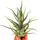 Tillandsia Pruinosa