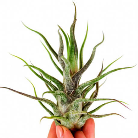 Tillandsia mix vert avec coquillage 10 cm : Tillandsias AUTRES