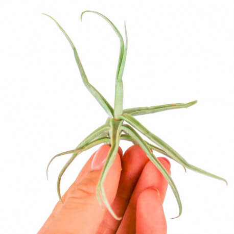 Tillandsia Reichenbachii