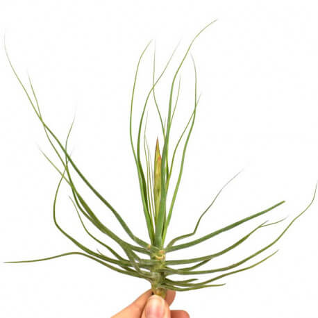 Tillandsia Schiedeana