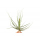 Tillandsia Schiedeana