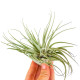 Tillandsia Oaxacana