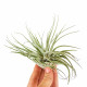 Tillandsia Oaxacana