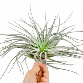 Tillandsia Silver