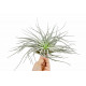 Tillandsia Silver