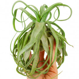 Tillandsia Streptophylla