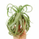 Tillandsia Streptophylla