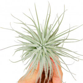 Tillandsia Tectorum