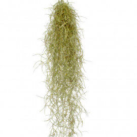 Tillandsia Usneoides