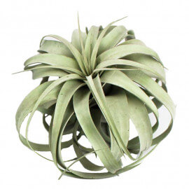 tillandsia xerographica