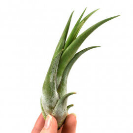 Tillandsia Circinata