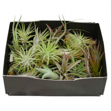 Lot de 30 Tillandsia Baby Mix