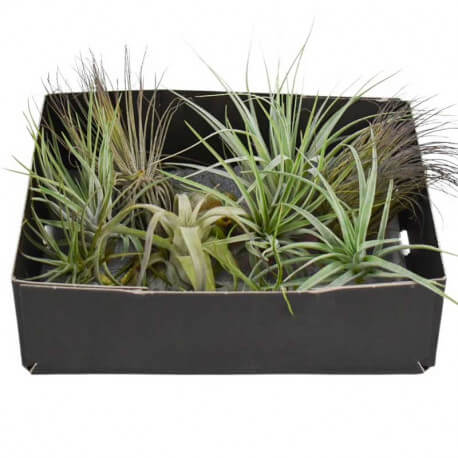 Lot de 12 Tillandsia Exclusive  Luxe Mix