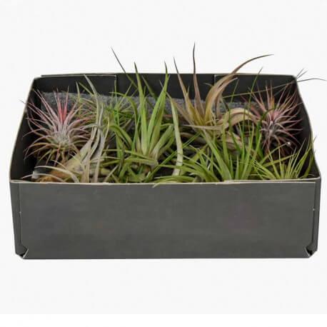 Lot de 20 Tillandsia Mix